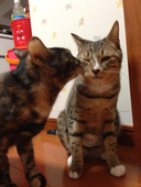 よみねこ