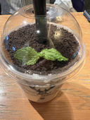 小鳥遊