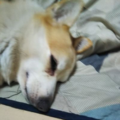 爺ちゃん