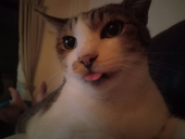 ねこーら