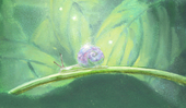 Emergemera