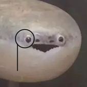 Du