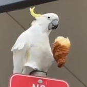 地引鳴