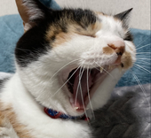 みつ