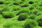 Patch of Grass