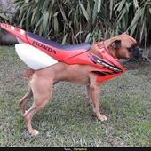 Coconut doggo