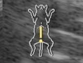 uz