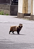 いか