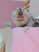 頼