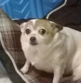 デブ