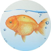 ぶーぶー魚