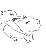 きしわがし