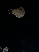 simo