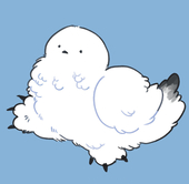 しろくら