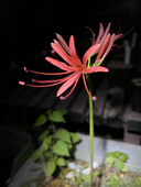 Arisaema_lover