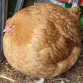 老子纯真可爱