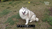 棌