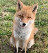 たぬき
