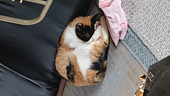 タカティン