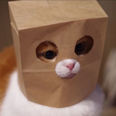 猫玖不会画