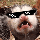 Dizzy Possum