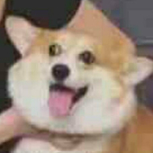 一只老咸鱼zzz