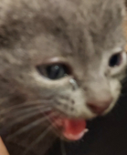 지나가던 고양이(레비)
