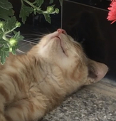 ひぱみん