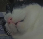 Benchi.