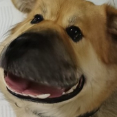 YN