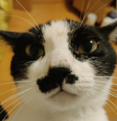 kami