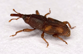 Rice insect