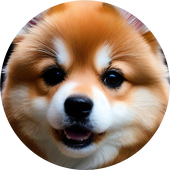 こむぎこ