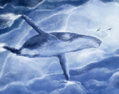Blue Whale