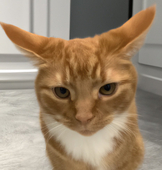 獾猫