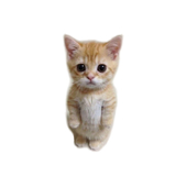 ねこ