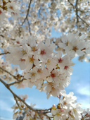 くじら