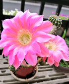 白菜
