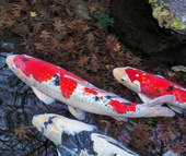 何某（なにがし）