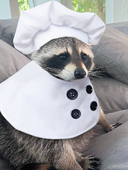 Chef_Raccoon