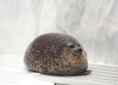 iro