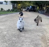 白犬白猫