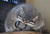 Oberleutnant