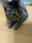 スライムにゃんこ2222