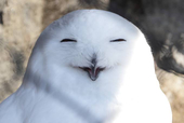 繭夕