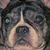 🐶