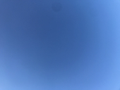 黒葉