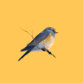 山雀Parus