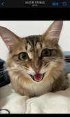 わんわん