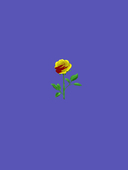 α